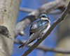 Tree Swallow